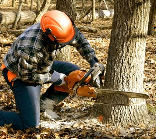 Tree Removal in Marathon, TX